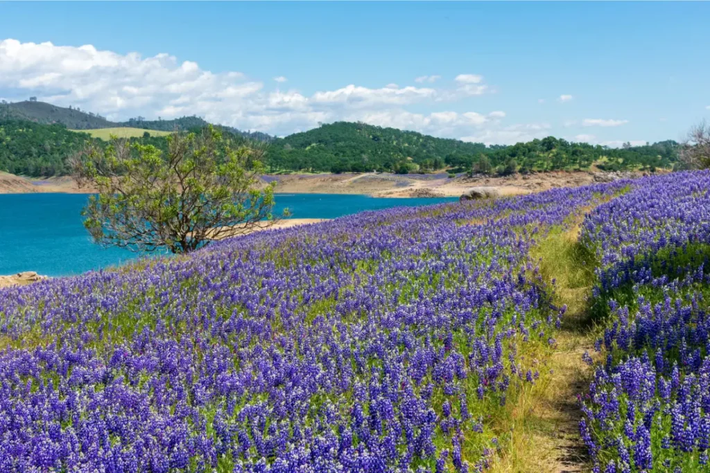 Granite Bay Folsom Lake CA