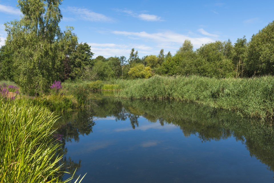 Private pond surrounded by trees and foothill landscaping