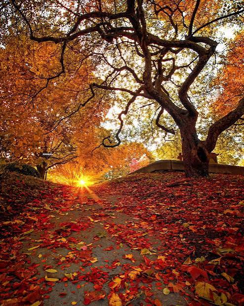 Fall in Auburn CA